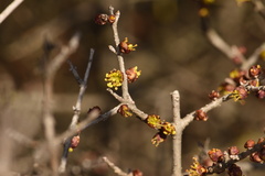 Forestiera pubescens pubescens
