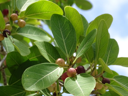 Image of Ficus crassinervia by (c) Alexis López Hernández, some rights reserved (CC BY)