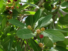 Ficus crassinervia