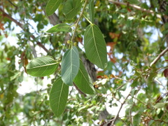 Ficus crassinervia