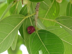 Ficus crassinervia