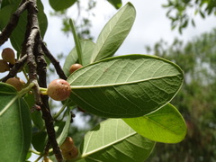 Ficus crassinervia