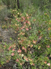 Dodonaea physocarpa