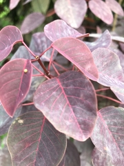 Euphorbia cotinifolia