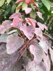 Euphorbia cotinifolia