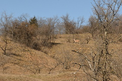 Odocoileus virginianus texanus