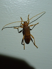 Xuthodes punctipennis