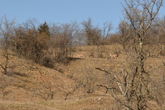 Odocoileus virginianus texanus