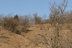 Odocoileus virginianus texanus