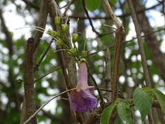 Bignonia neoheterophylla