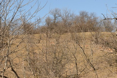 Odocoileus virginianus texanus