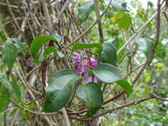 Bignonia neoheterophylla