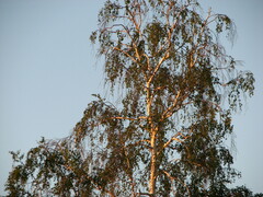 Betula pendula