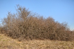 Forestiera pubescens pubescens