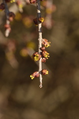 Forestiera pubescens pubescens