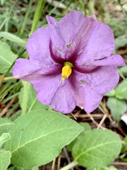 Lycianthes moziniana