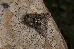 Apocheima hispidaria