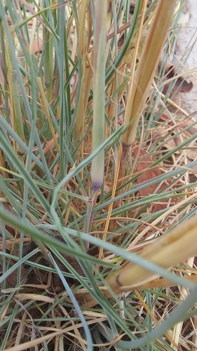Image of Lemon Grass (Cymbopogon ambiguus) by no rights reserved