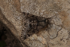 Apocheima hispidaria