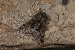 Apocheima hispidaria