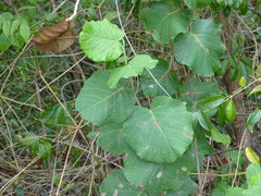 Neomillspaughia emarginata