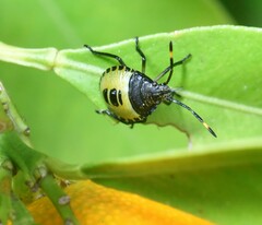Biprorulus bibax