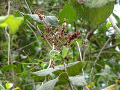 Neomillspaughia emarginata