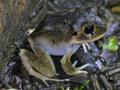 Craugastor megacephalus