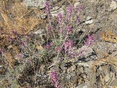 Rhaphidophyton regelii