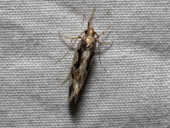 Machetis versatrix