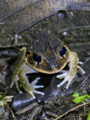 Craugastor megacephalus