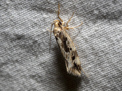 Machetis versatrix