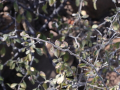 Cordia serratifolia