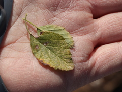 Cordia serratifolia