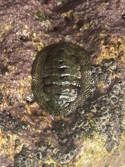 Chiton glaucus