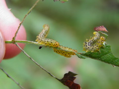Pristiphora geniculata