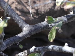 Cordia serratifolia
