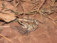 Fejervarya multistriata