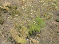 Prangos