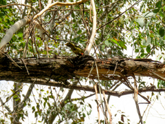 Manorina melanophrys