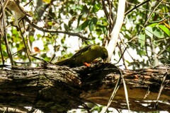 Manorina melanophrys