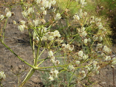Prangos