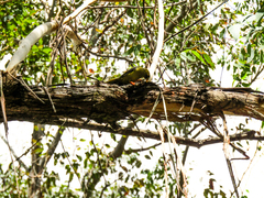 Manorina melanophrys