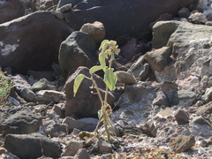 Horsfordia newberryi