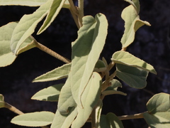 Horsfordia newberryi
