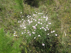Convolvulus dorycnium subhirsutus