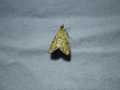 Glaucocharis auriscriptella