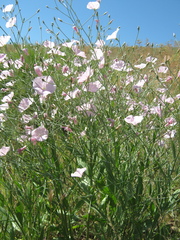 Convolvulus dorycnium subhirsutus