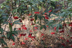 Ardisia crenata