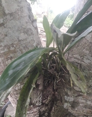 Catasetum integerrimum